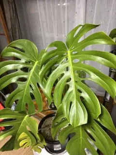 モンステラデリシオーサマクロコズム超希少系統鉢植え84㎝ - メルカリ