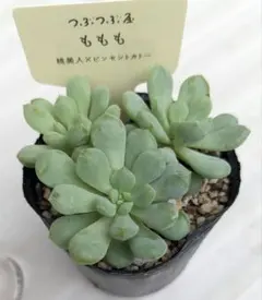 つぶつぶ屋さん《 ももも 》☘️ 札付き ☘️ 抜き苗