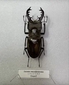 3 HORN RHINOCEROS BEETLE 標本 - メルカリ