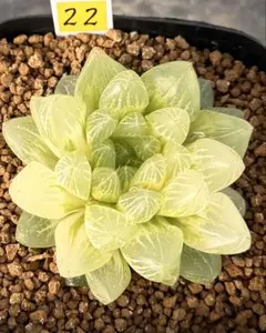 piyo様 リクエスト 2点 まとめ商品