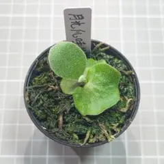 ビカクシダ ナノ ドワーフ 胞子培養 - メルカリ