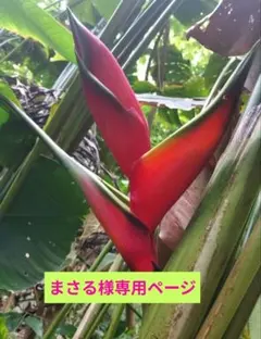 ヘリコニア　ロブスター　ハワイ