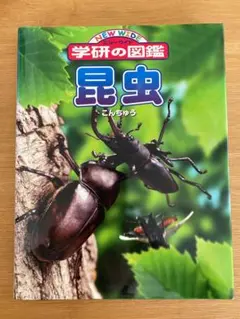 2025年最新】バッタ 標本の人気アイテム - メルカリ