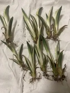 2025年最新】スナグルトゥースの人気アイテム - メルカリ