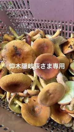 【仰木隠岐荻さま専用】チチタケ　500g 送料無料　山形県産　ちたけ　①