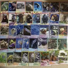ノーマルコンプセット41枚 鳥羽水族館コレクションカード2 とばすい