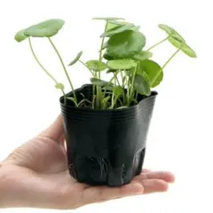 みかりん様 リクエスト 2点 まとめ商品