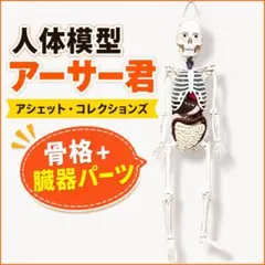 最終値下げ❗️アーサー　人体模型 セット 101個　バインダー14冊付きます 最終値下げ❗️アーサー 人体模型 セット 101個 バインダー14冊付き