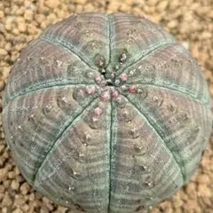 66.【札付き】アロア×ロメオ ルビン サボテン相談室 多肉植物