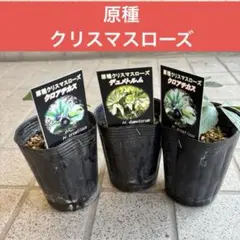 原始　クリスマスローズ苗　交配　花苗　多年草　宿根草　‼️SALE‼️のサムネイル