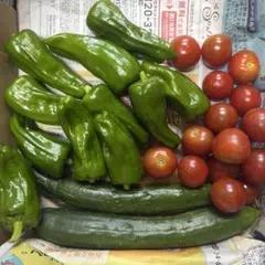 新鮮野菜セット ピーマン きゅうり ミニトマトのサムネイル