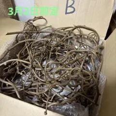 キウイ蔓《B》　3月2日剪定　無農薬栽培キウイ蔓　くねくねキウイ蔓箱いっぱい