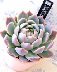 2025年最新】リンゼアナ 中里の人気アイテム - メルカリ