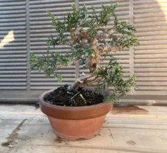 2026年最新】真柏の人気アイテム - メルカリ