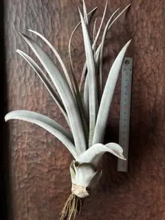 バルフシー·ラージクローン クランプ Tillandsia - メルカリ