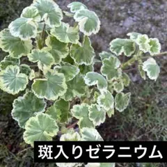 天使のピアス DREAM エンジェルクローバー ドリーム 寄植え 苗 株分