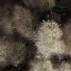 Item thumbnail for item a05d3205-f2c7-48ef-a262-793c10f5e7b6