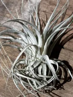 T.chapeuensis var. turriformis 限定3株‼️ T.chapeuensis var. turriformis 限定3株‼️ - メルカリ