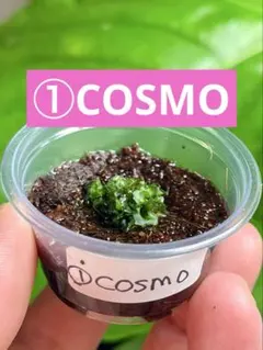 【4/21月　ネコポスか速達❣️】たま様 リクエスト 3点 まとめ商品