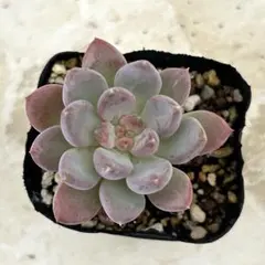 現品❣️多肉植物 夢幻星雲 1株 ピンク系 可愛い多肉 抜き苗 - メルカリ
