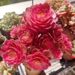多肉植物 アエオニウム 孔雀の羽 抜き苗 - メルカリ