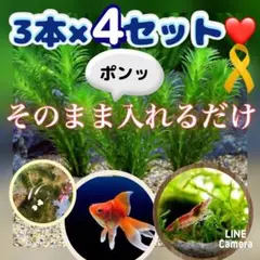 ❤️天然 アナカリス 3本×3セット そのまま入れるだけ♪ - メルカリ