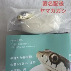 ネイチャーテクニカラー　孵化　ヤマカガシ ボールチェーン ガチャ