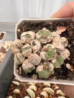 Kuni様 リクエスト 3点 まとめ商品