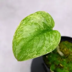 santou.310様 リクエスト 2点 まとめ商品