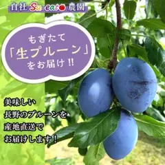 7月下旬〜8月上旬発送 生プルーン 2キロのサムネイル