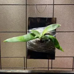 Ayu様 リクエスト 2点 まとめ商品