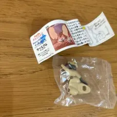 Disney サイ&アム