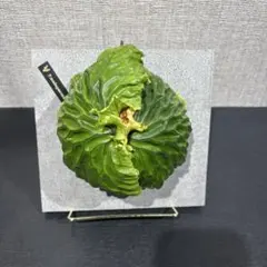 2026年最新】ビカクシダ マダガスカリエンセの人気アイテム - メルカリ