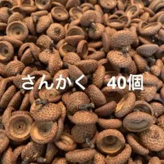 【A】40個　レッドオークドングリ帽子