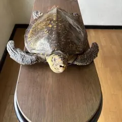 大型)ウスアカネダカラ 薄茜宝貝 貝殻 コレクション タカラガイ ラベル