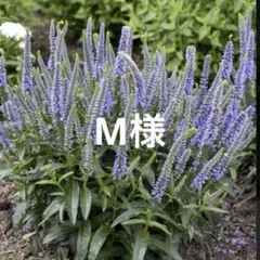 M様 リクエスト 2点 まとめ商品