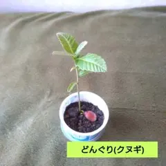 どんぐり(クヌギ)　ミニ苗　③のサムネイル