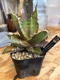 Agave titanota Red Catweazle 観葉植物のサムネイル