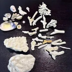 サンゴと貝殻など