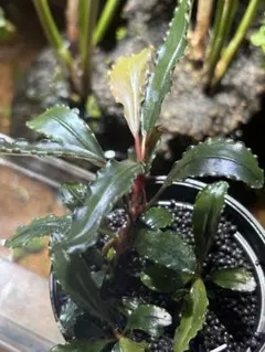Bucephalandra sp. T-3809-1 ブセファランドラ - メルカリ
