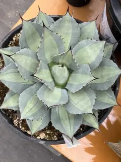 龍門】アガベ チタノタ 特選 多肉植物 変異”幻影八荒雷神“ 世に類を見