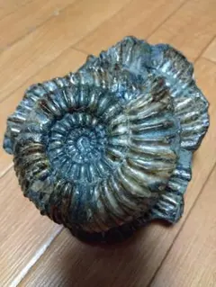 化石　パイライト　アンモナイト　棘々沢山　装飾豪華　殻付き標本　ロシア産 化石 パイライト アンモナイト 棘々沢山 装飾豪華 殻付き標本 ロシア産