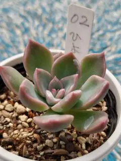 ☘️102 おひめ／つぶつぶ屋 エケベリ屋 ミソップ 多肉植物 - メルカリ