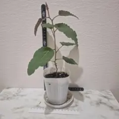 レモンユーカリ　抜き苗