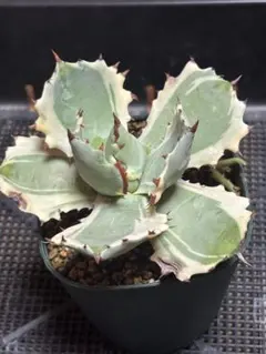 2026年最新】アガベ兜蟹の人気アイテム - メルカリ