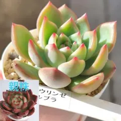 2026年最新】優木園の人気アイテム - メルカリ