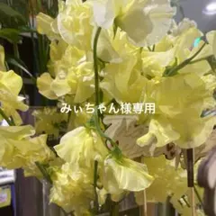 みぃちゃん様専用•*¨*•.¸♬︎