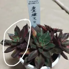 Os PLANTS さん　豊穣天女　抜き苗のサムネイル