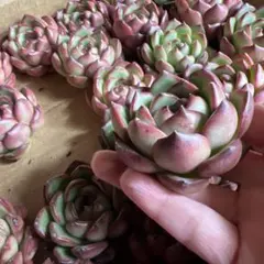 junko様 リクエスト 2点 まとめ商品