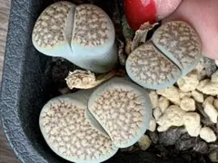 専用❤️速達付き同梱-200円多肉植物　リトープス　朝貢玉 鉢のまま 2025年最新】リトープス 朝貢玉の人気アイテム - メルカリ